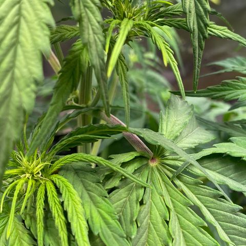 Amnesia Haze Auto growlog timeline photo