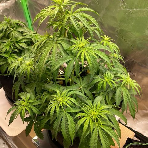 Amnesia Haze Auto growlog timeline photo