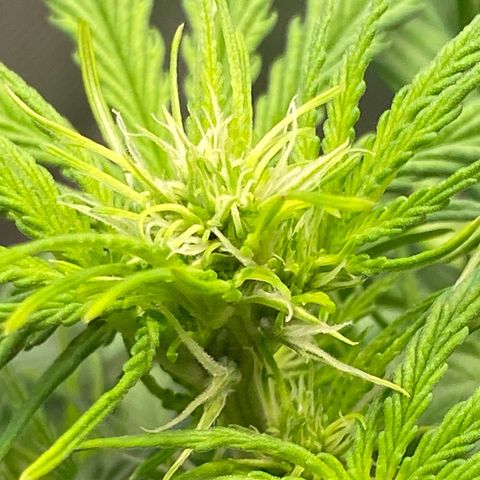 Amnesia Haze Auto growlog timeline photo