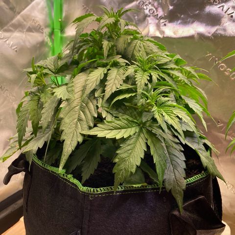 Cookies Gelato Auto growlog timeline photo