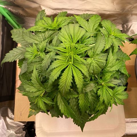 Cookies Gelato Auto growlog timeline photo