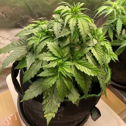 Cookies Gelato Auto growlog timeline photo