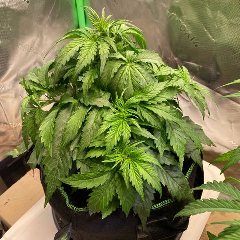 Cookies Gelato Auto growlog timeline photo