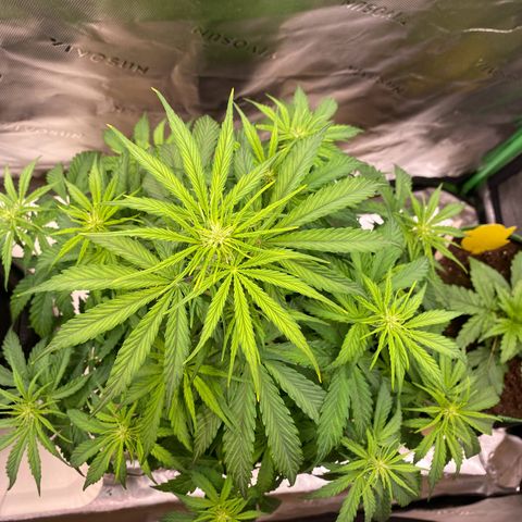 Amnesia Haze Auto growlog timeline photo