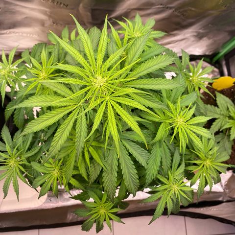Amnesia Haze Auto growlog timeline photo