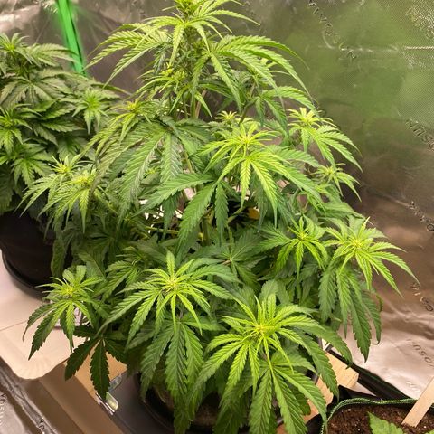 Amnesia Haze Auto growlog timeline photo