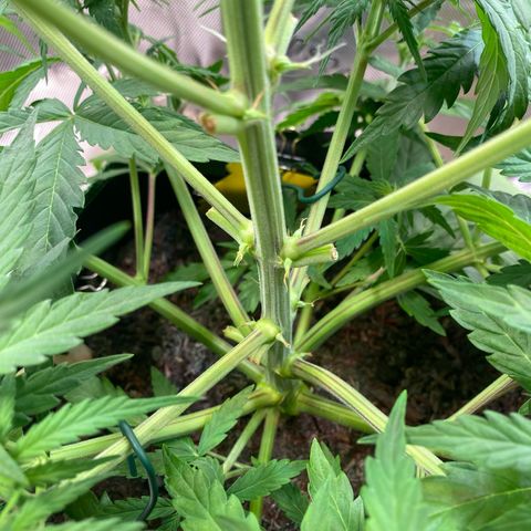 Amnesia Haze Auto growlog timeline photo
