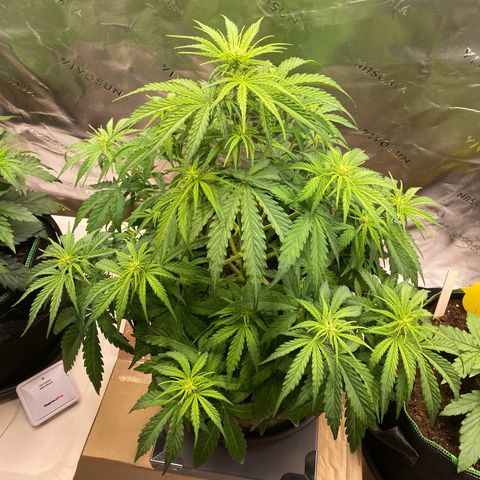 Amnesia Haze Auto growlog timeline photo