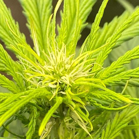 Amnesia Haze Auto growlog timeline photo