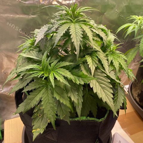 Cookies Gelato Auto growlog timeline photo