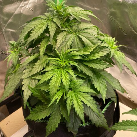 Cookies Gelato Auto growlog timeline photo