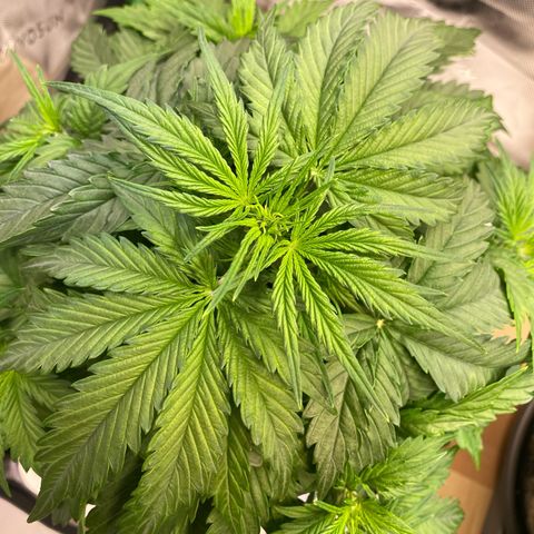 Cookies Gelato Auto growlog timeline photo