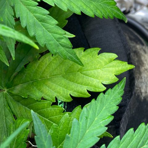 Amnesia Haze Auto growlog timeline photo