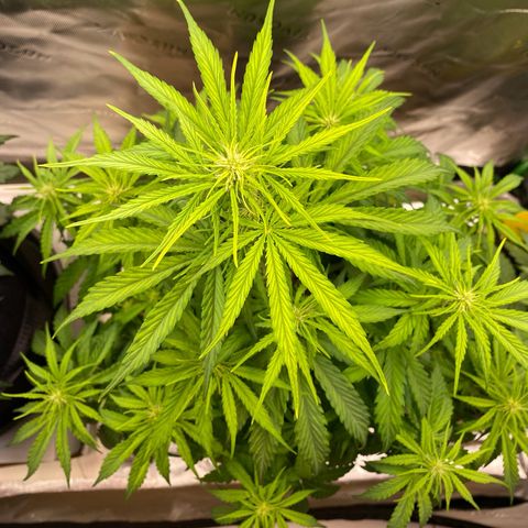 Amnesia Haze Auto growlog timeline photo