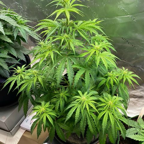 Amnesia Haze Auto growlog timeline photo