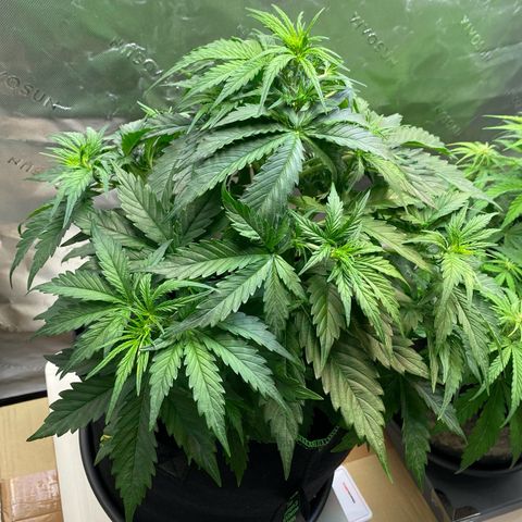 Cookies Gelato Auto growlog timeline photo