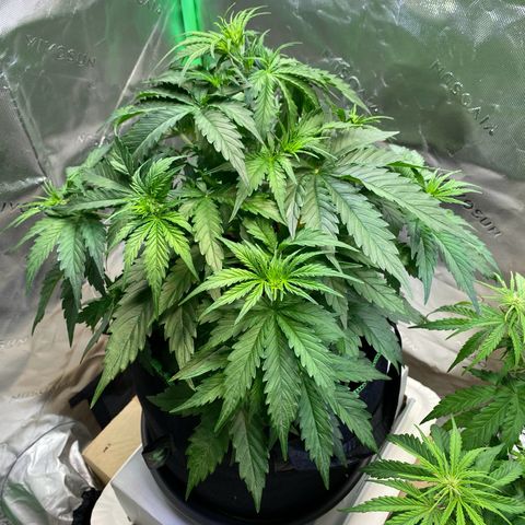Cookies Gelato Auto growlog timeline photo