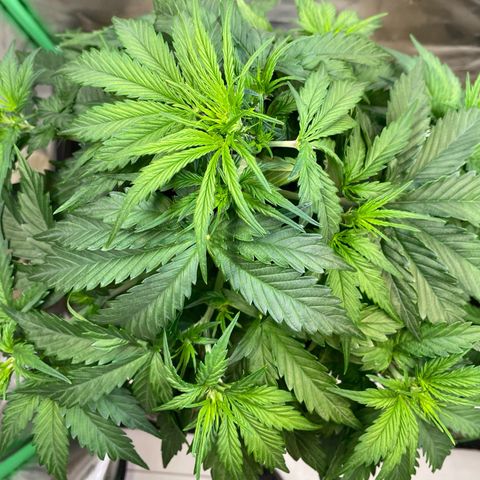Cookies Gelato Auto growlog timeline photo