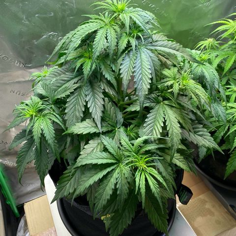 Cookies Gelato Auto growlog timeline photo