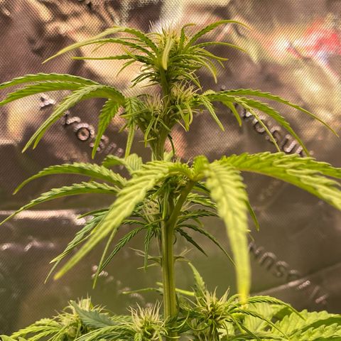 Amnesia Haze Auto growlog timeline photo