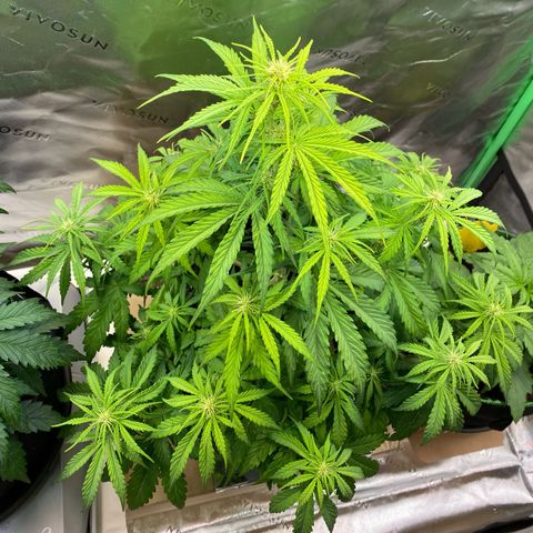Amnesia Haze Auto growlog timeline photo