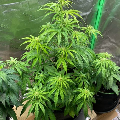 Amnesia Haze Auto growlog timeline photo