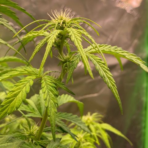 Amnesia Haze Auto growlog timeline photo