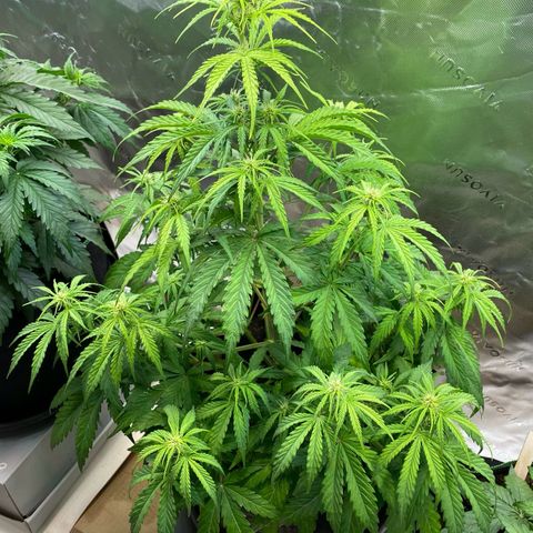 Amnesia Haze Auto growlog timeline photo