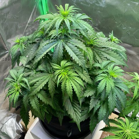 Cookies Gelato Auto growlog timeline photo