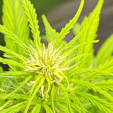 Amnesia Haze Auto growlog timeline photo