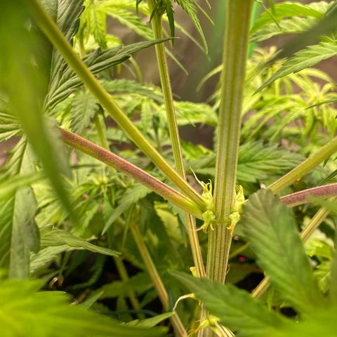Amnesia Haze Auto growlog timeline photo