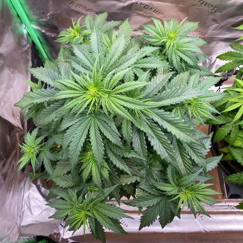 Cookies Gelato Auto growlog timeline photo