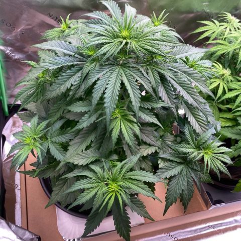 Cookies Gelato Auto growlog timeline photo