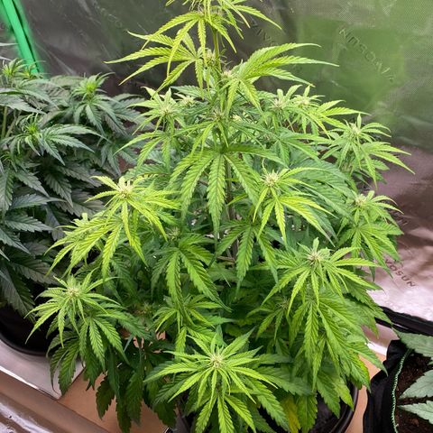 Amnesia Haze Auto growlog timeline photo