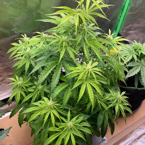 Amnesia Haze Auto growlog timeline photo