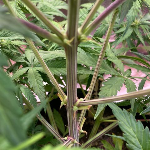 Amnesia Haze Auto growlog timeline photo