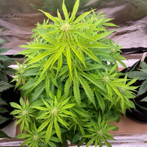 Amnesia Haze Auto growlog timeline photo