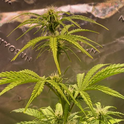 Amnesia Haze Auto growlog timeline photo