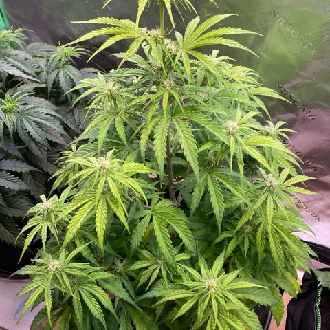 Amnesia Haze Auto growlog timeline photo