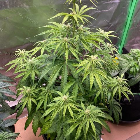 Amnesia Haze Auto growlog timeline photo