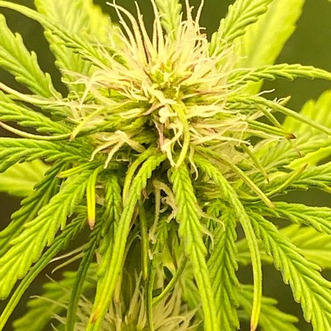 Amnesia Haze Auto growlog timeline photo