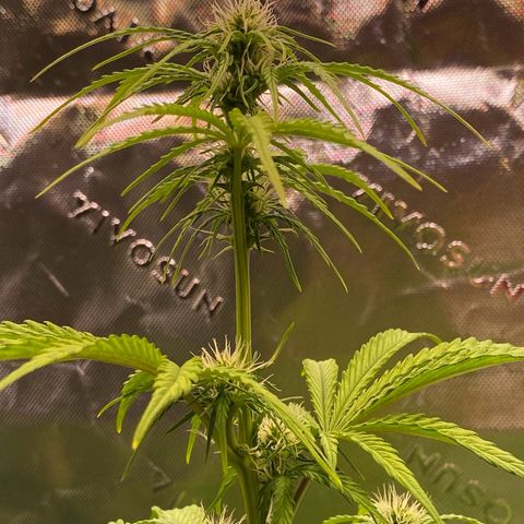 Amnesia Haze Auto growlog timeline photo