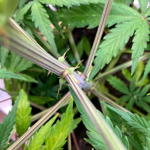 Amnesia Haze Auto growlog timeline photo