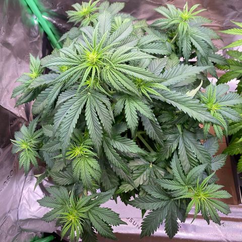 Cookies Gelato Auto growlog timeline photo