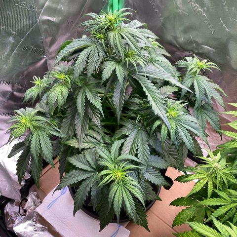 Cookies Gelato Auto growlog timeline photo