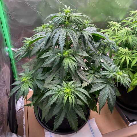 Cookies Gelato Auto growlog timeline photo