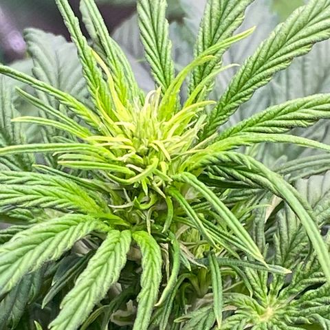 Cookies Gelato Auto growlog timeline photo