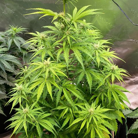 Amnesia Haze Auto growlog timeline photo