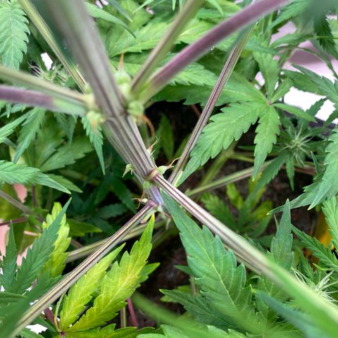 Amnesia Haze Auto growlog timeline photo