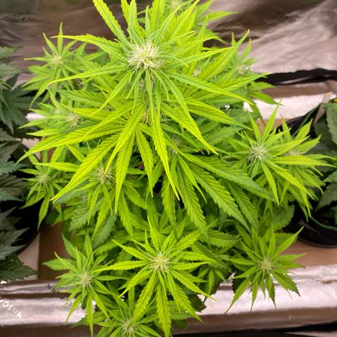 Amnesia Haze Auto growlog timeline photo